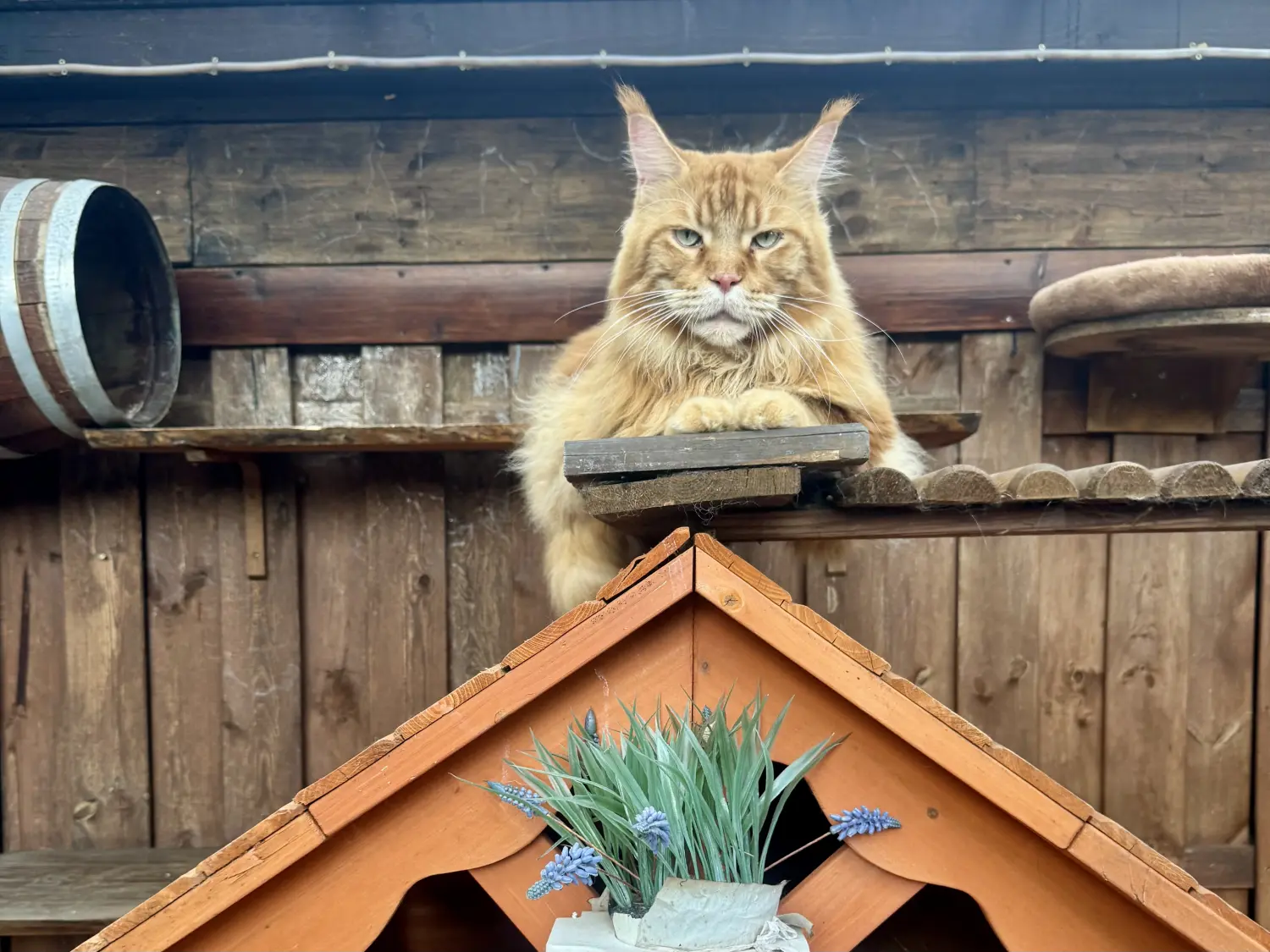 Kätzchen von Danas Katzenpension