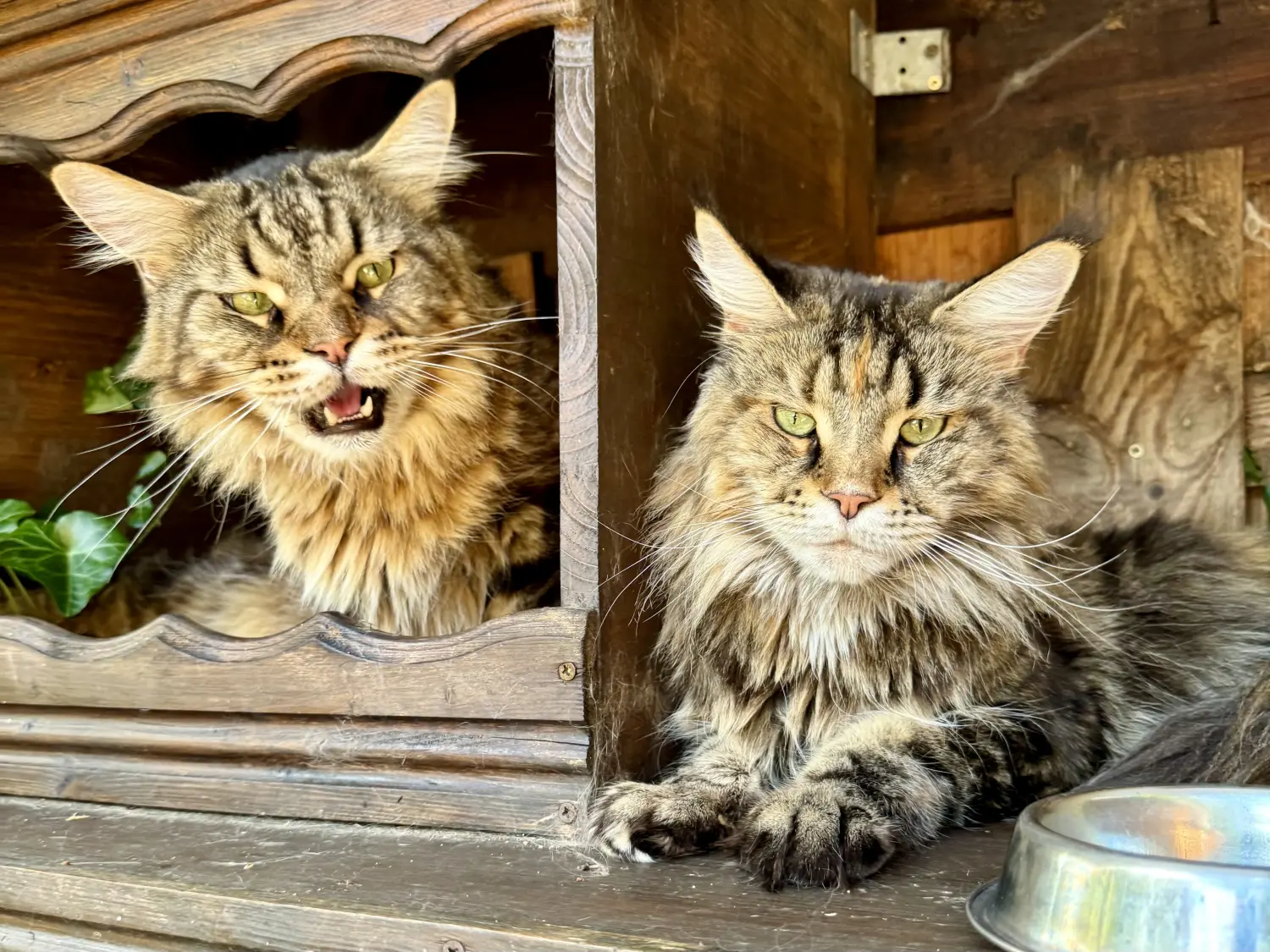 Kätzchen von Danas Katzenpension