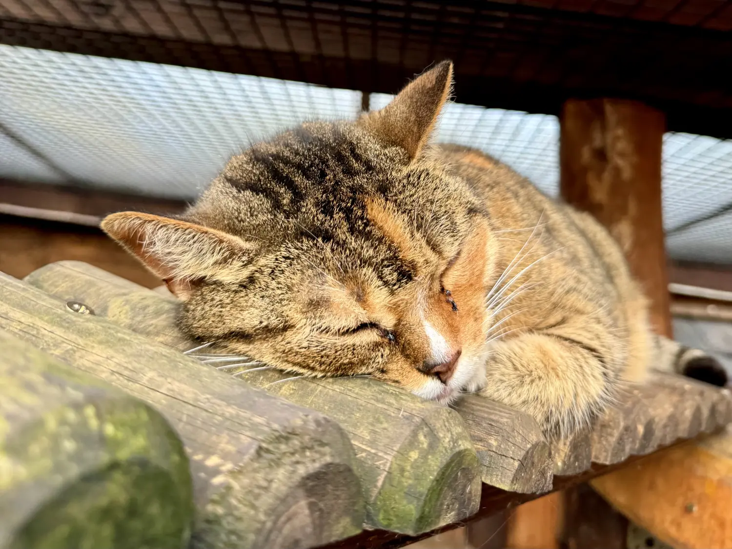 Kätzchen von Danas Katzenpension