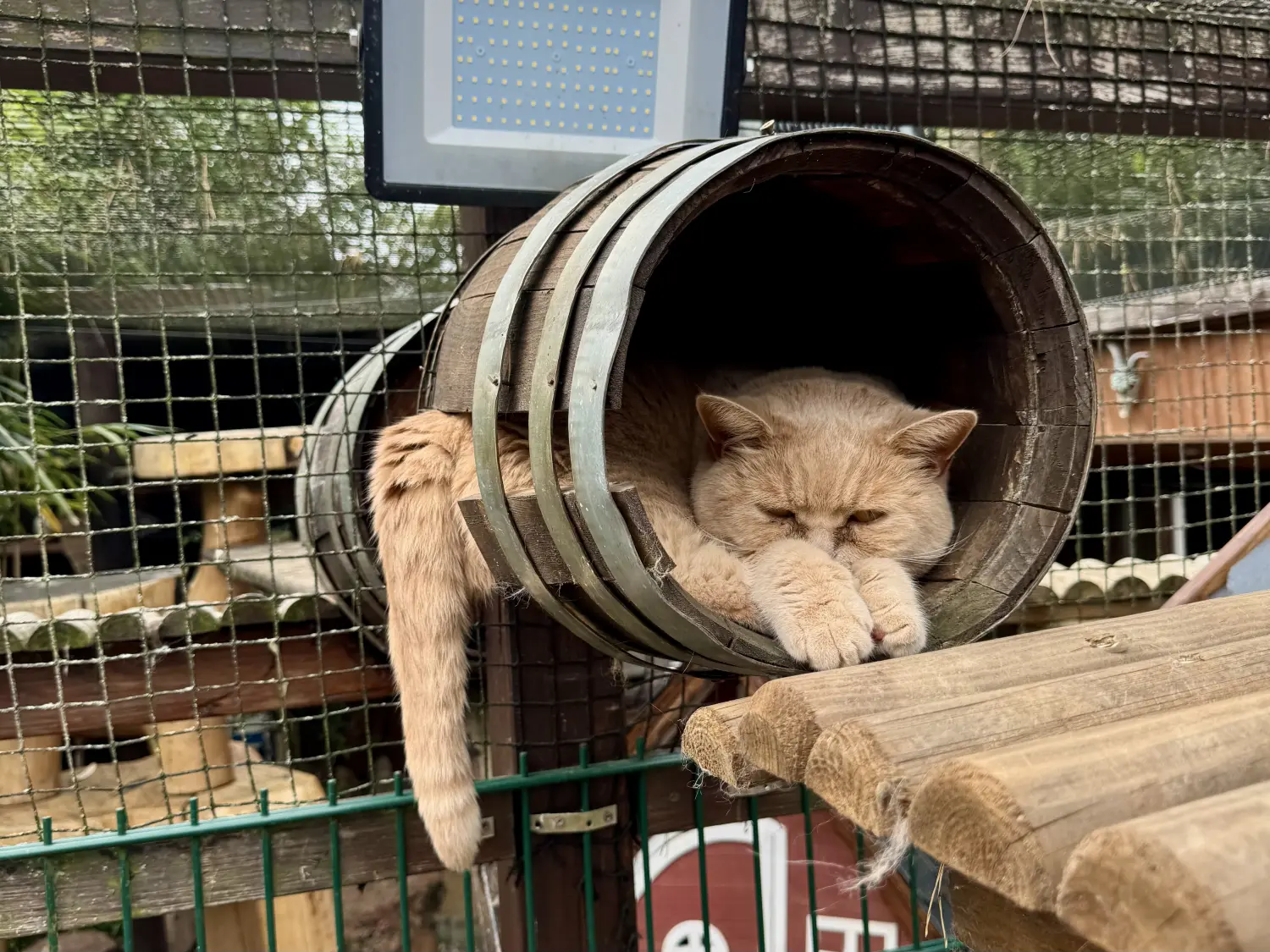 Kätzchen von Danas Katzenpension