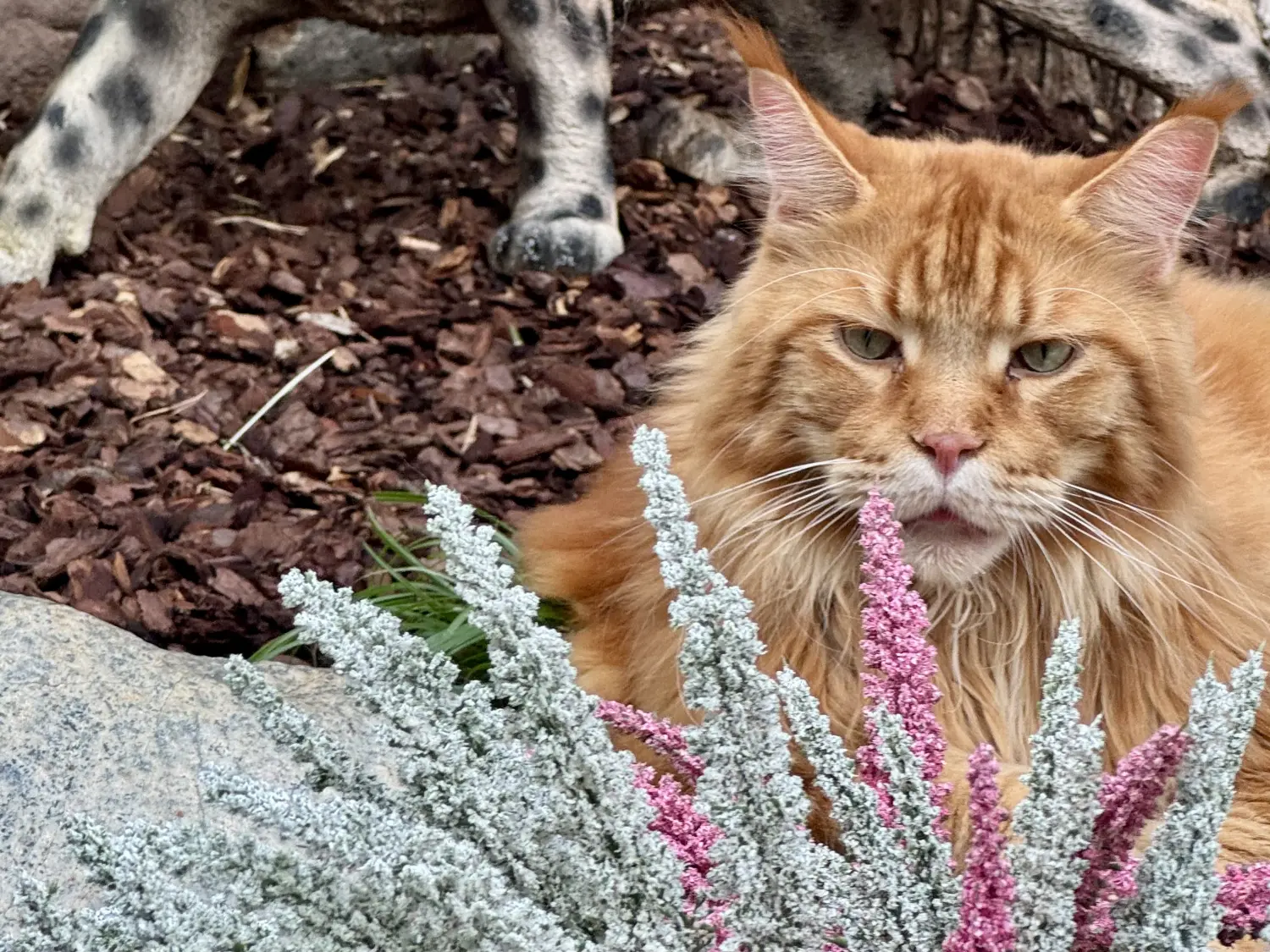 Kätzchen von Danas Katzenpension